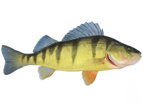 American Yellow Perch