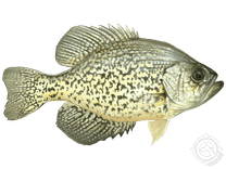 Crappie